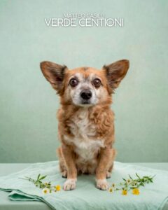 verdismo Matteo Casilli – Verde Centioni